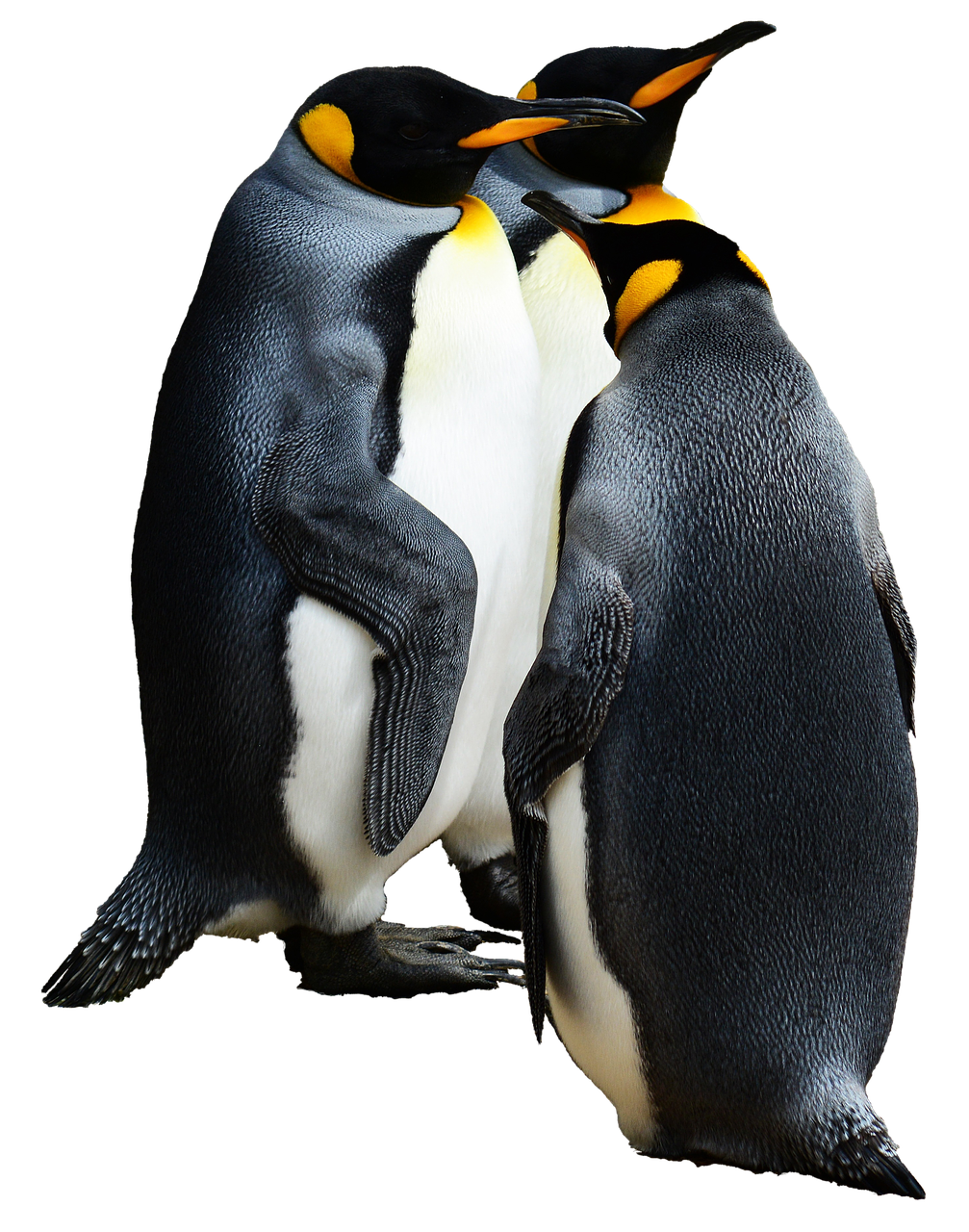 penguin king penguin bird free photo