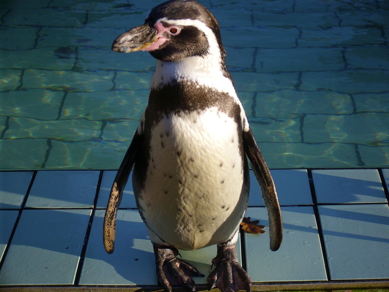 penguin animal zoo free photo