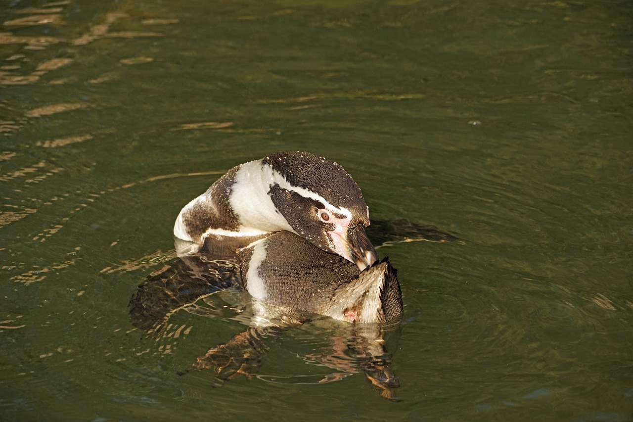 penguin water clean free photo