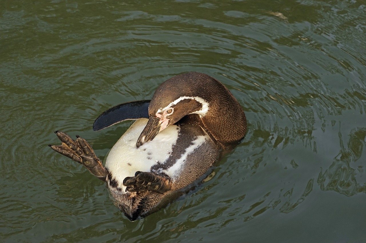 penguin water clean free photo