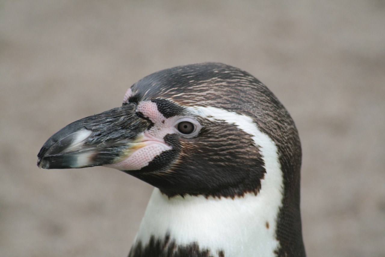 penguin head nature free photo