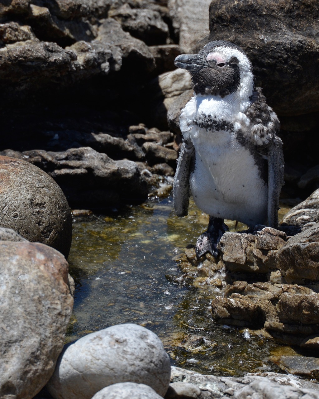 penguin south africa bettys bay free photo