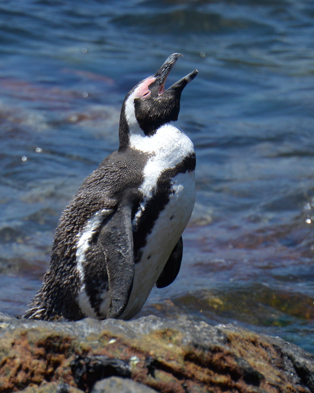 penguin south africa bettys bay free photo