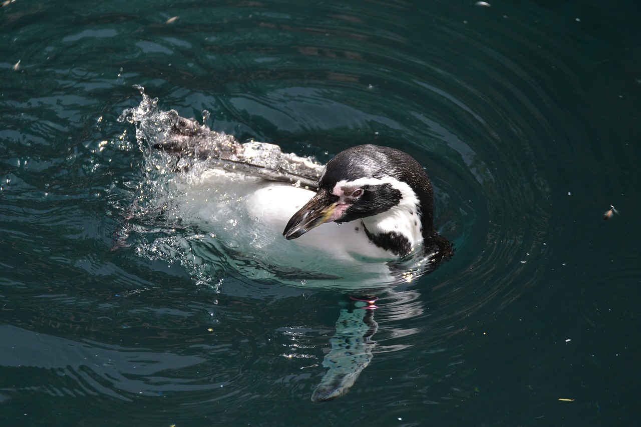 penguin water swim free photo