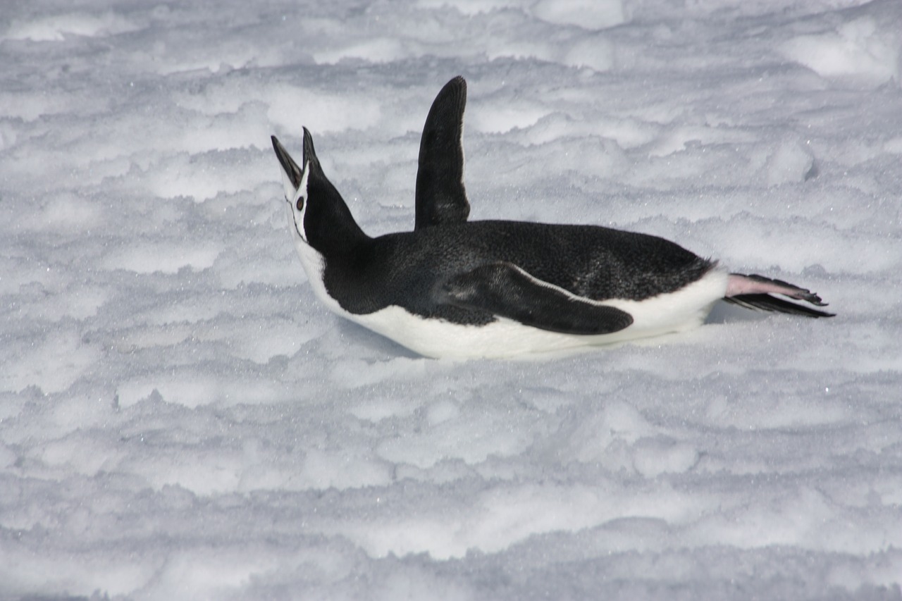 penguin snow animal free photo