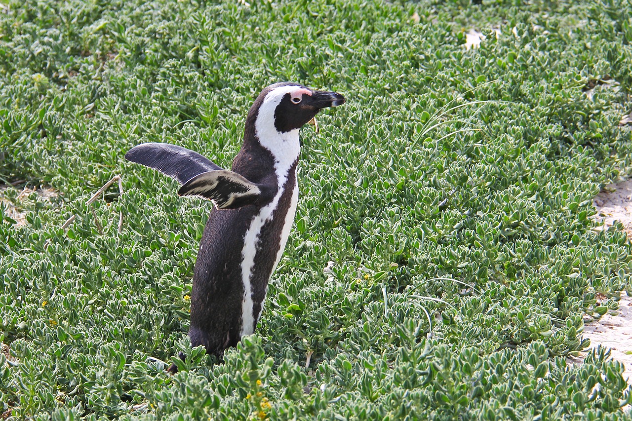 penguin cute cuddly free photo