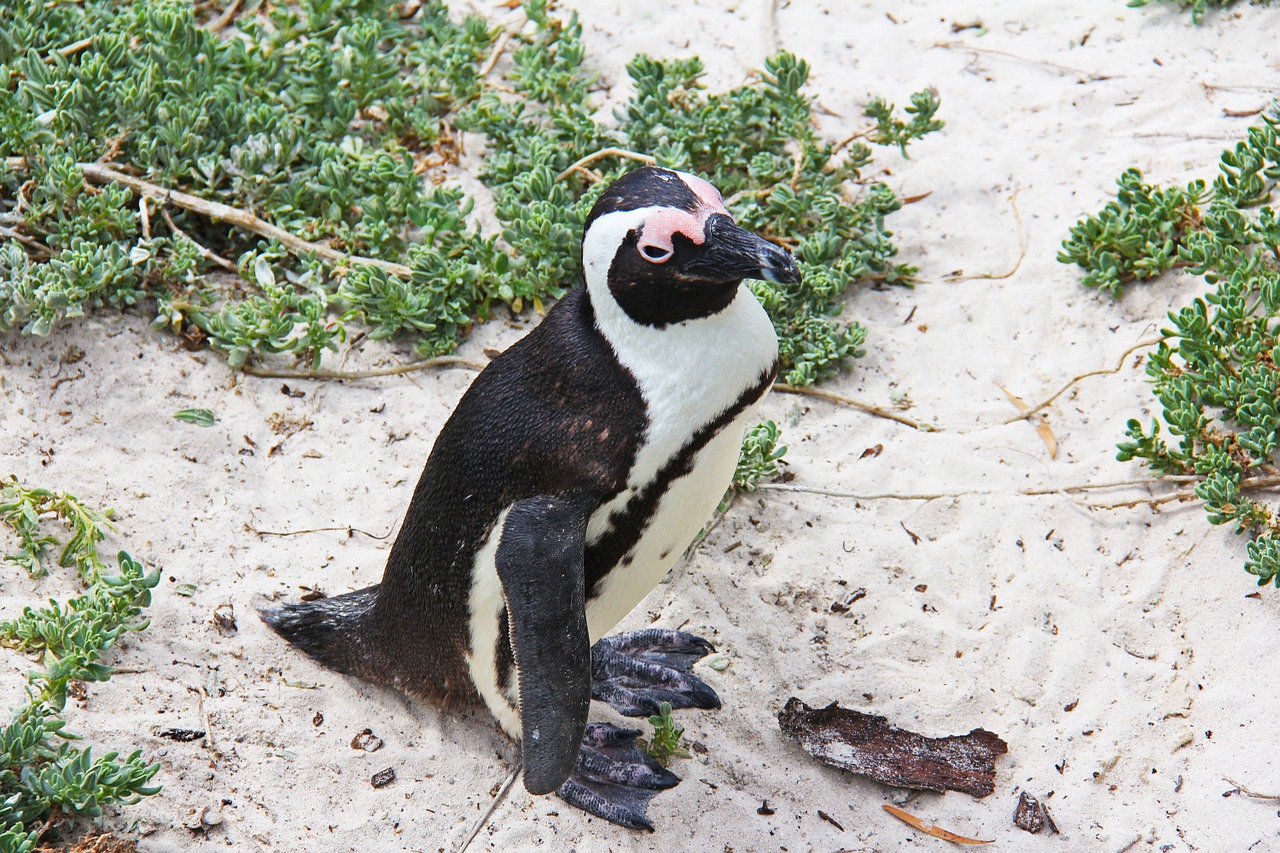 penguin cute cuddly free photo