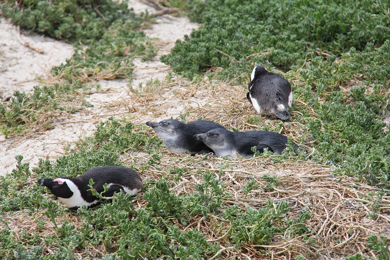 penguins cute cuddly free photo