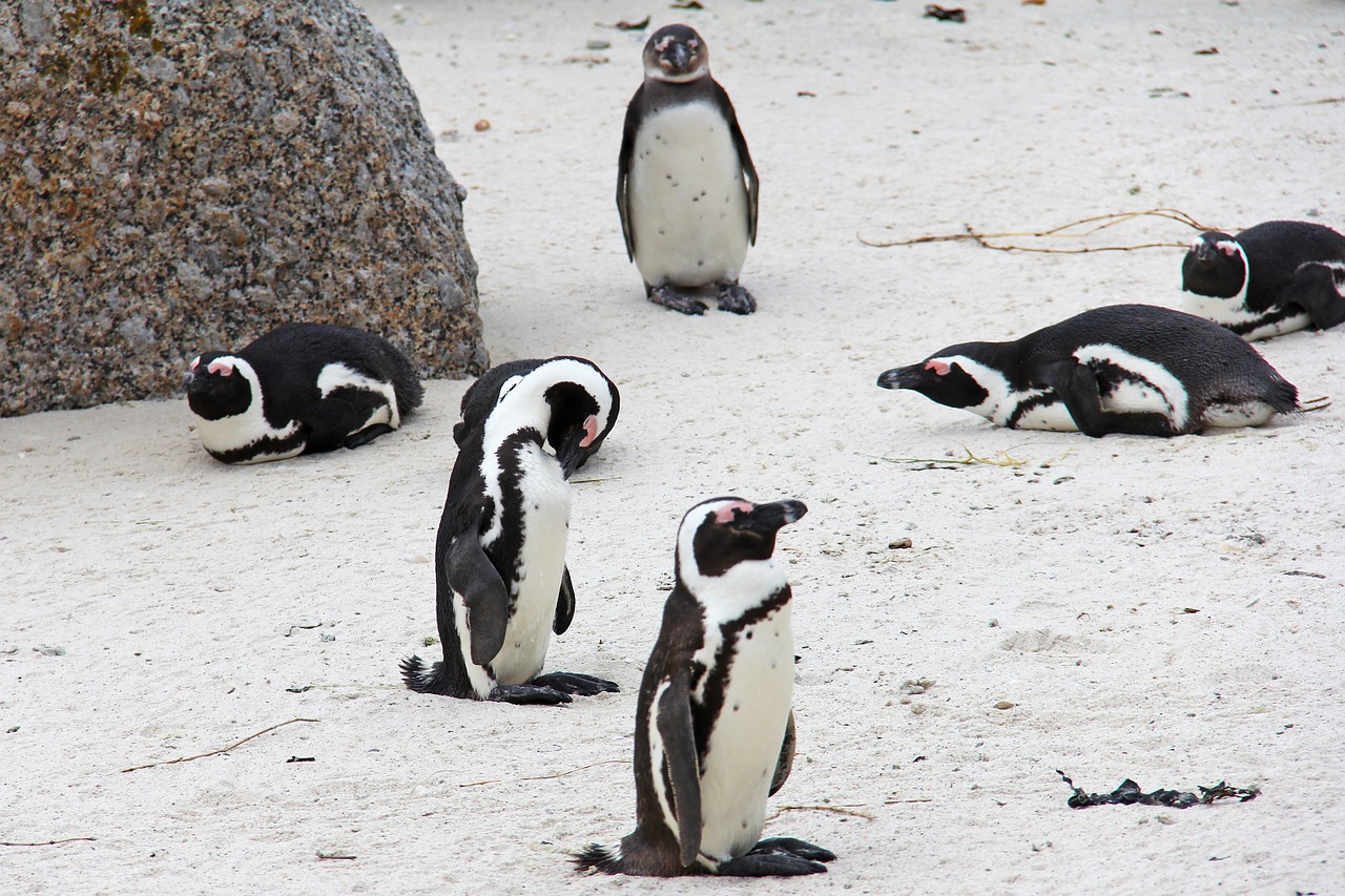 penguin cute cuddly free photo