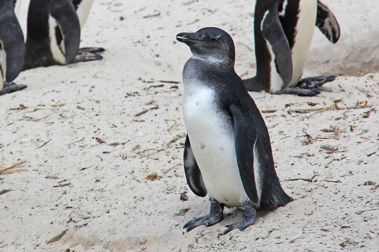 penguin cute cuddly free photo