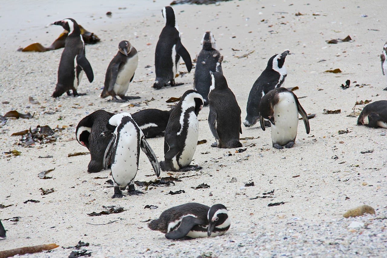 penguin cute cuddly free photo