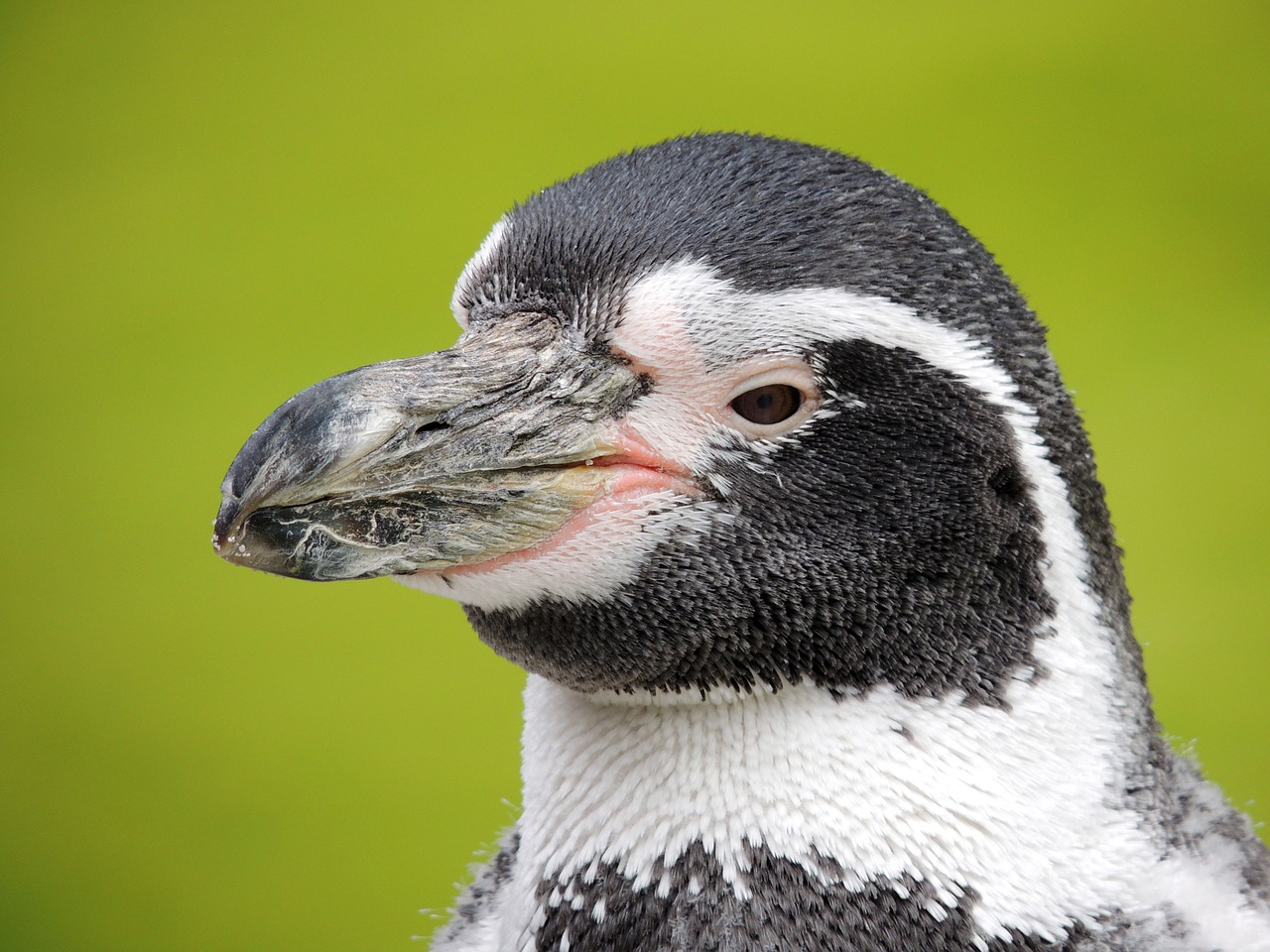 penguin water bird bird free photo