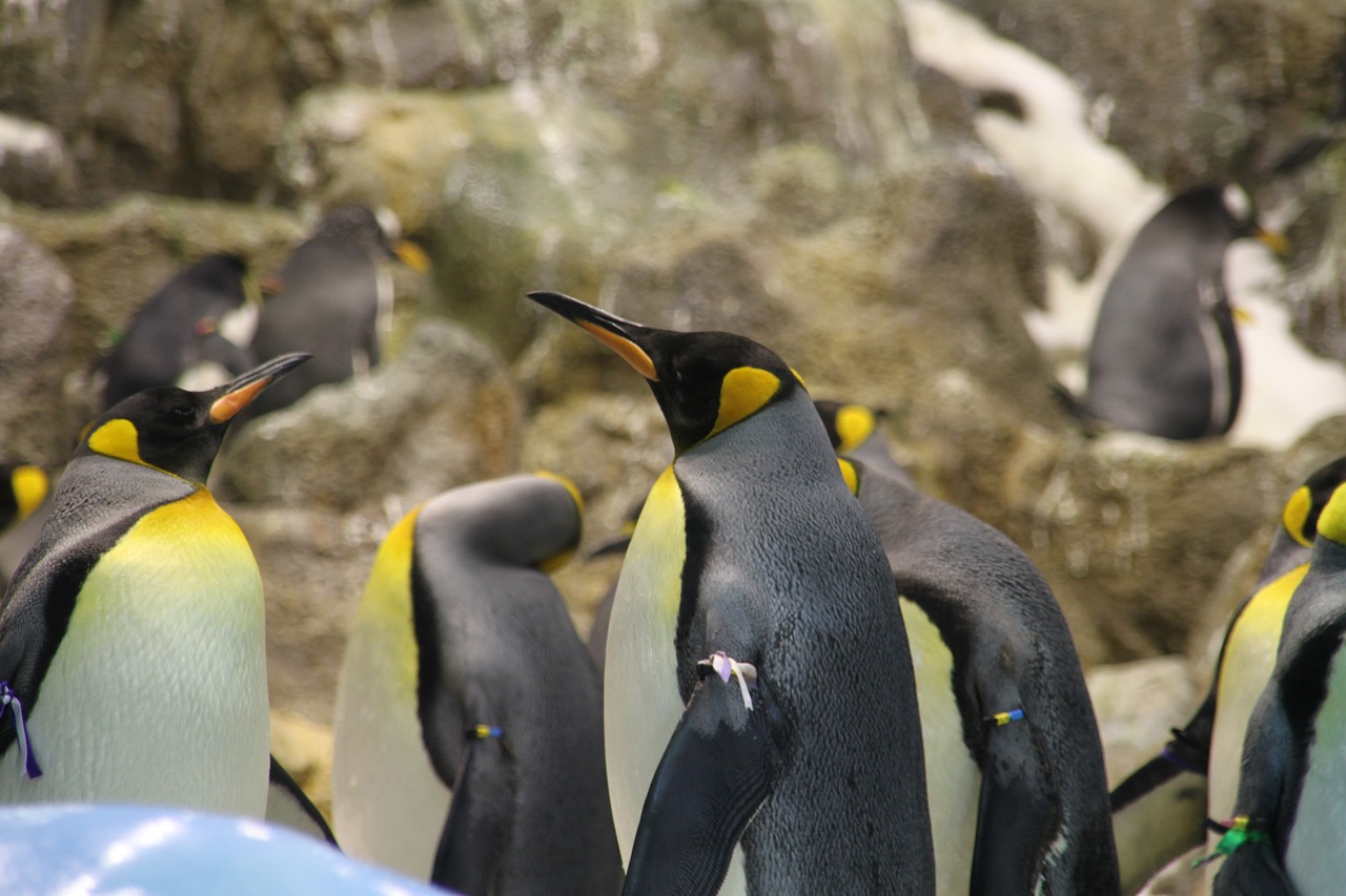 penguin group animal free photo