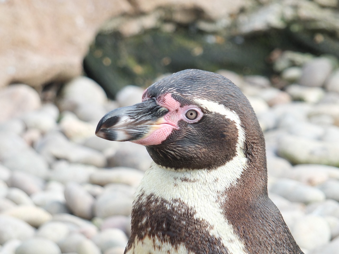 penguin bird zoo free photo