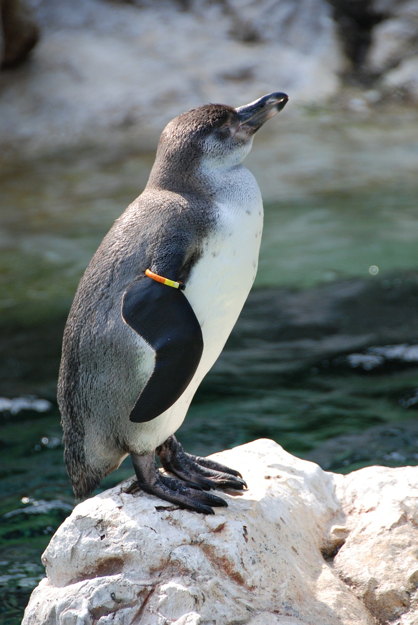 penguin diving bird zoo free photo