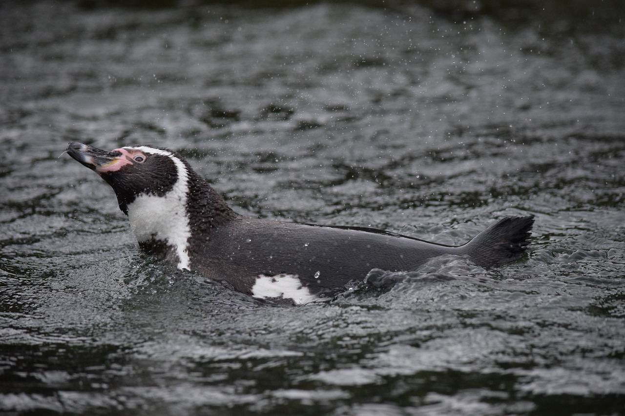 penguin water swimming free photo