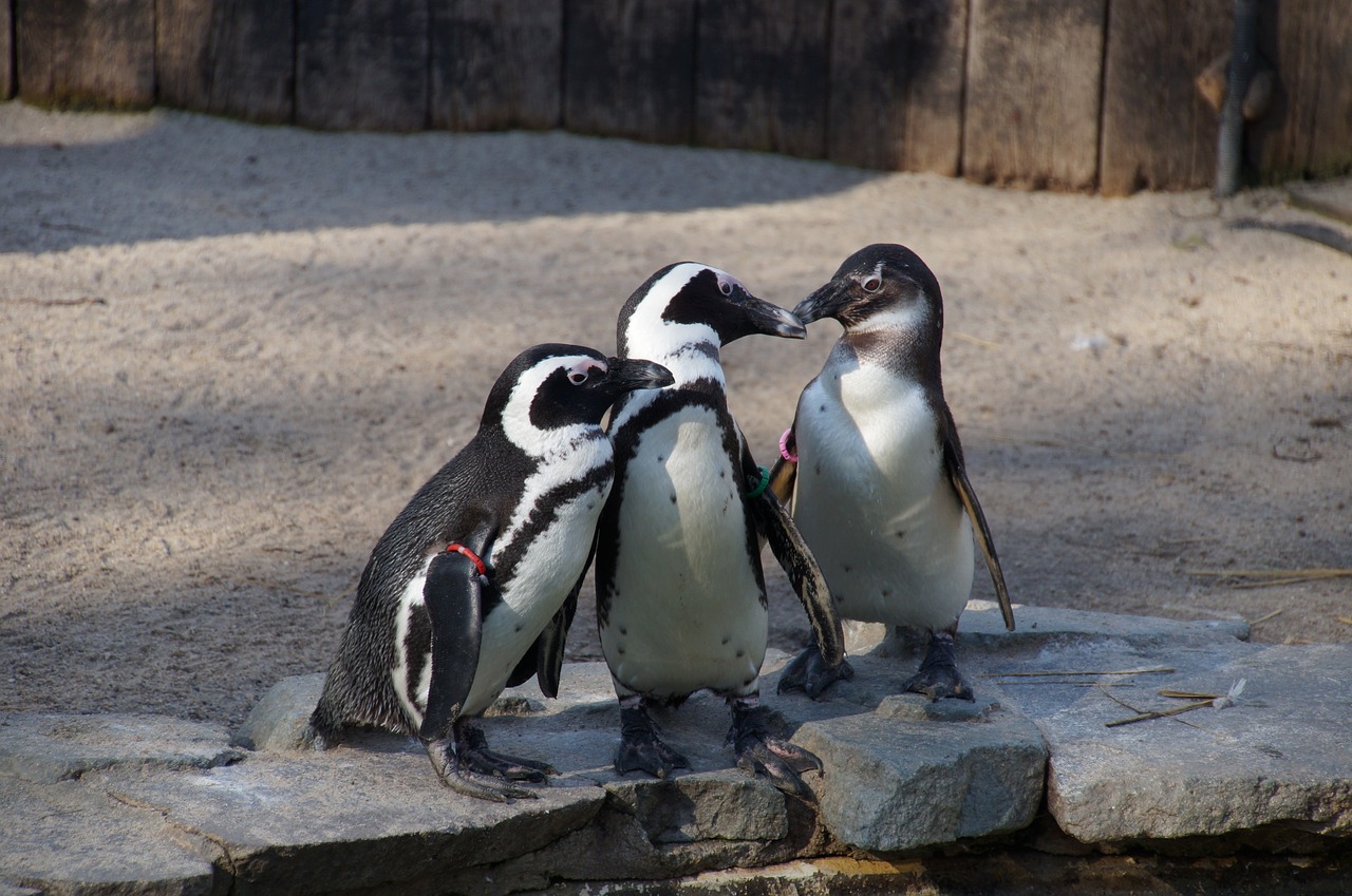 penguin water bird zoo free photo