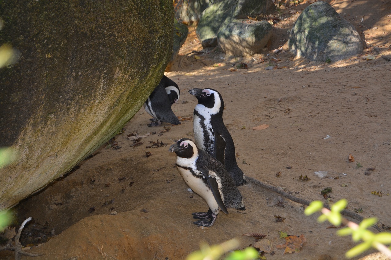 penguin land zoo free photo