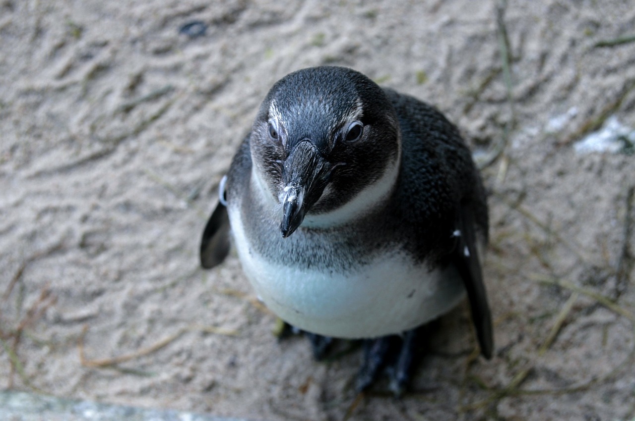 penguin animal wild free photo