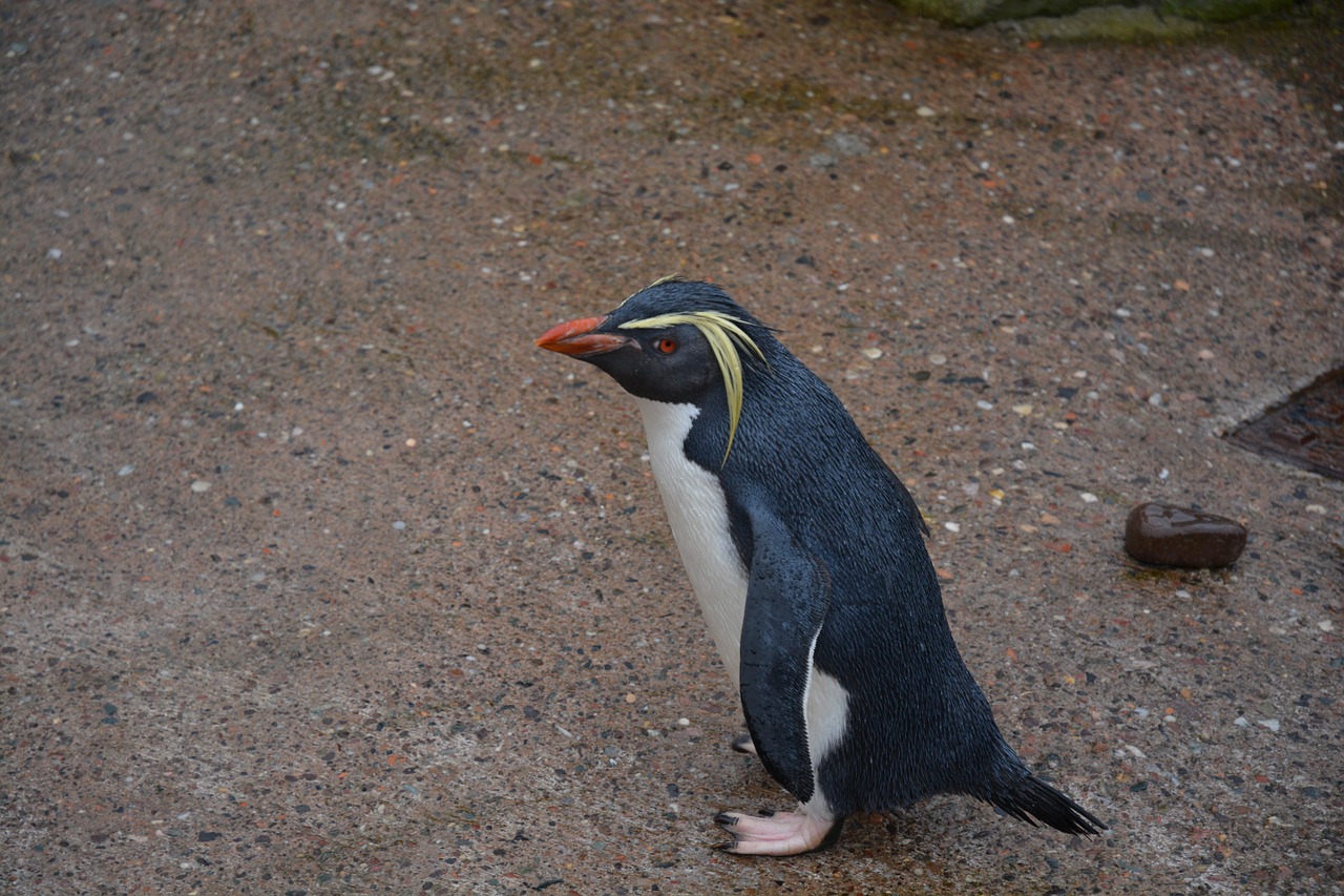 penguin nature animal free photo