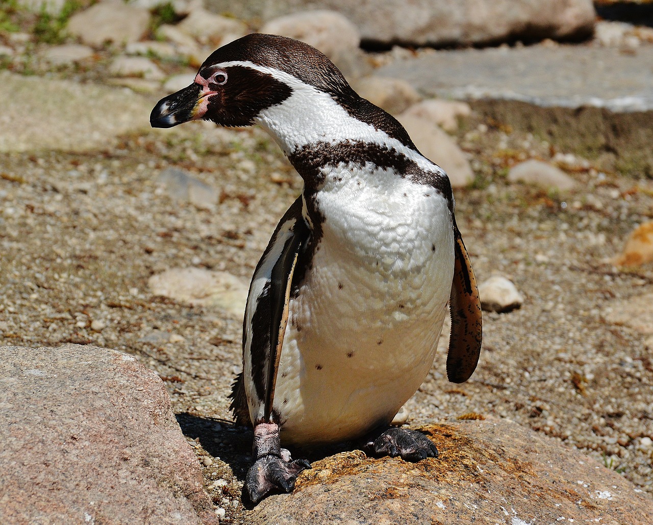 penguin cute bird free photo