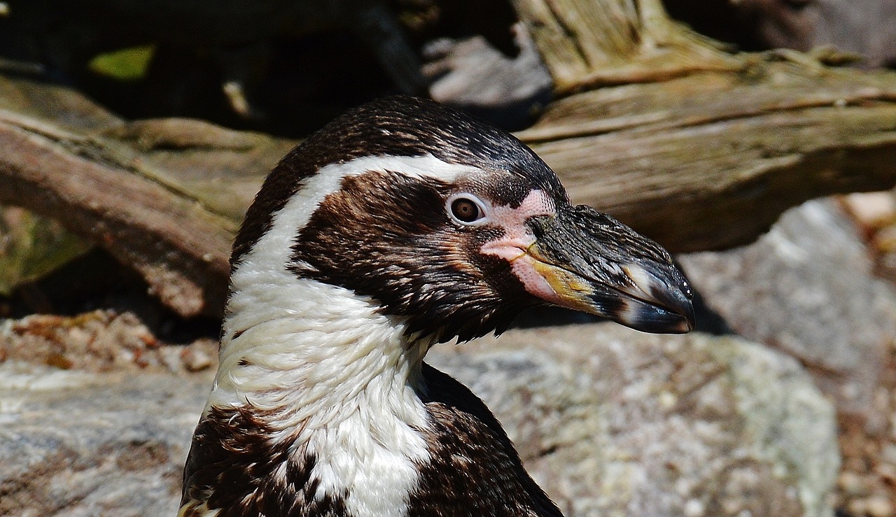 penguin cute bird free photo