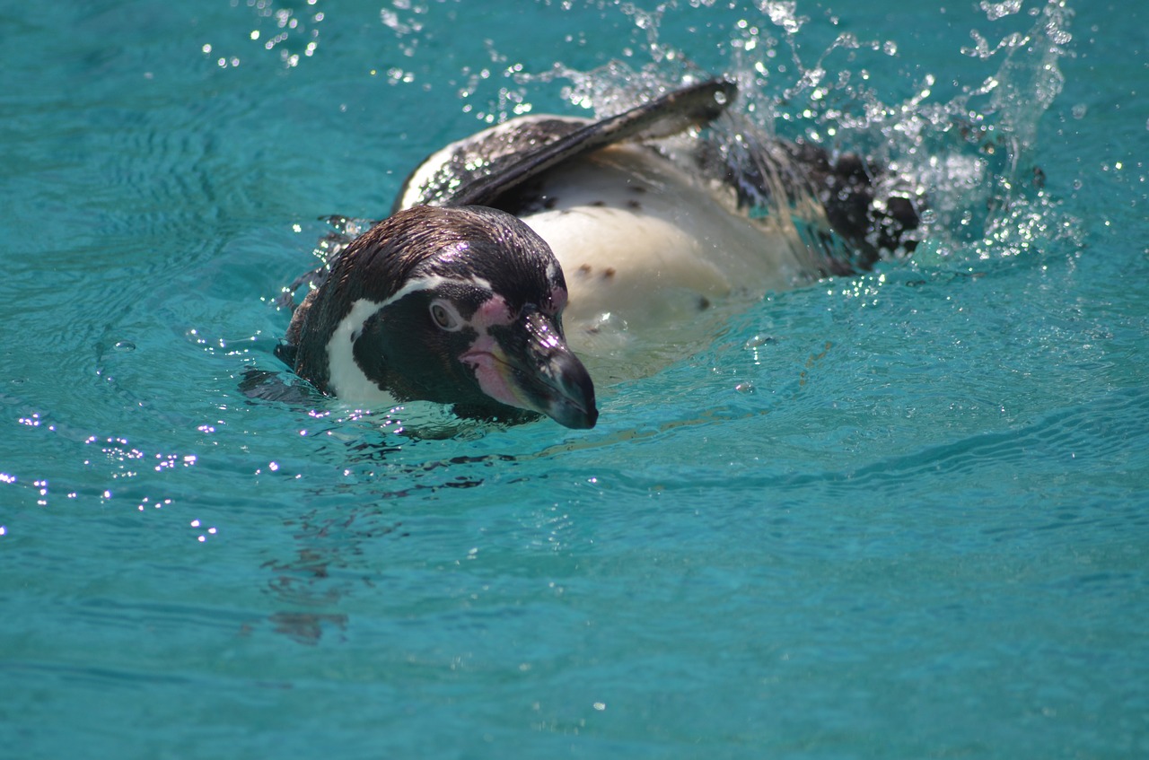 penguin water zoo free photo