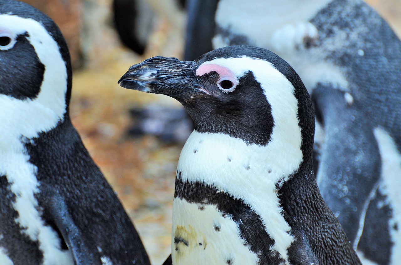 penguin marine mammal zoo free photo