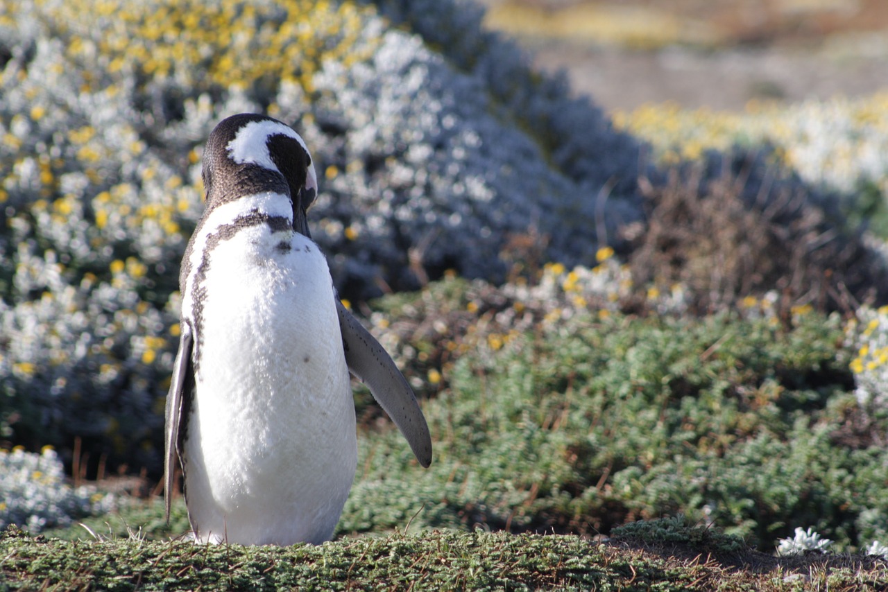 penguin south patagonia free photo