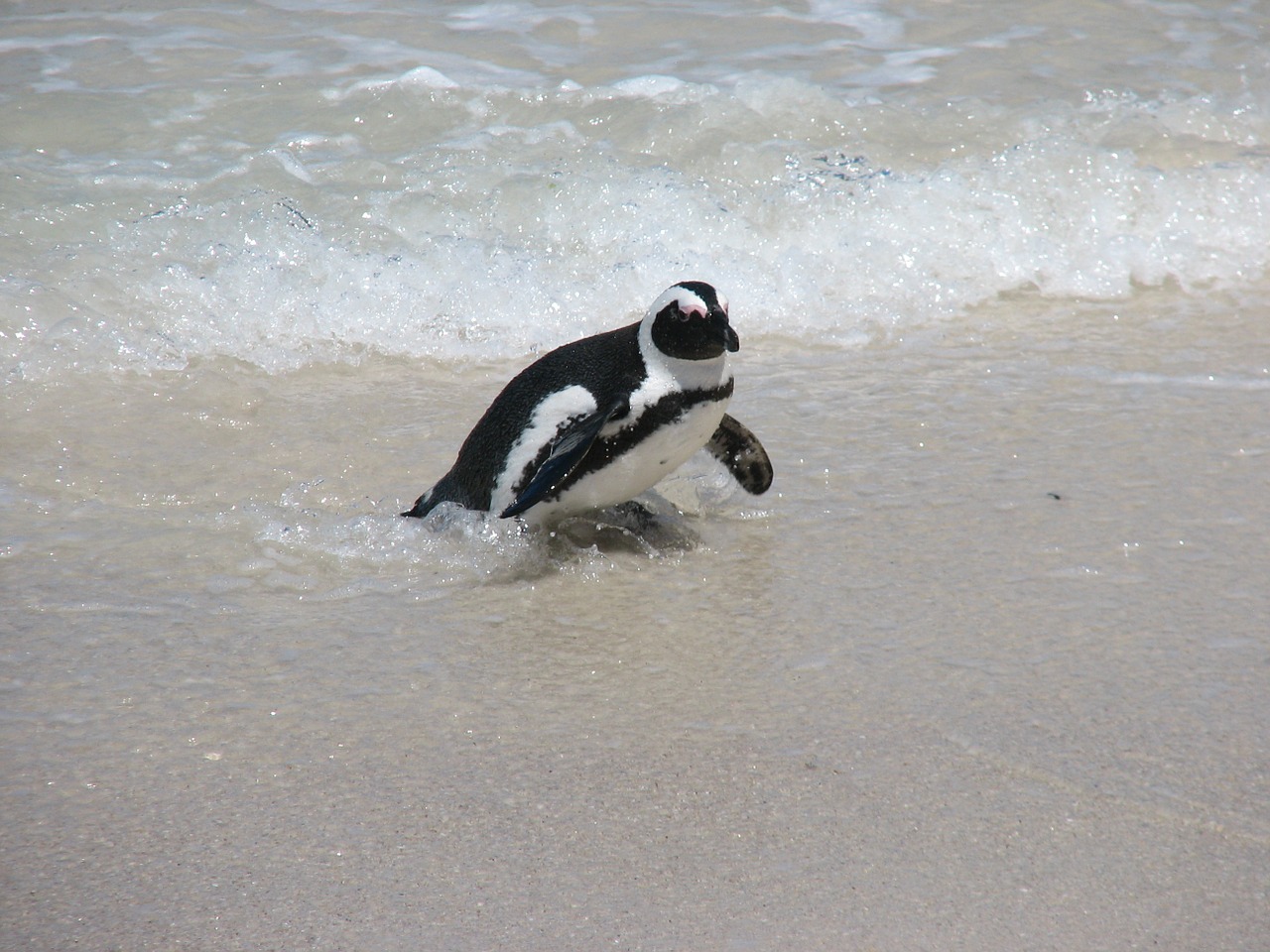 penguin nature wildlife free photo