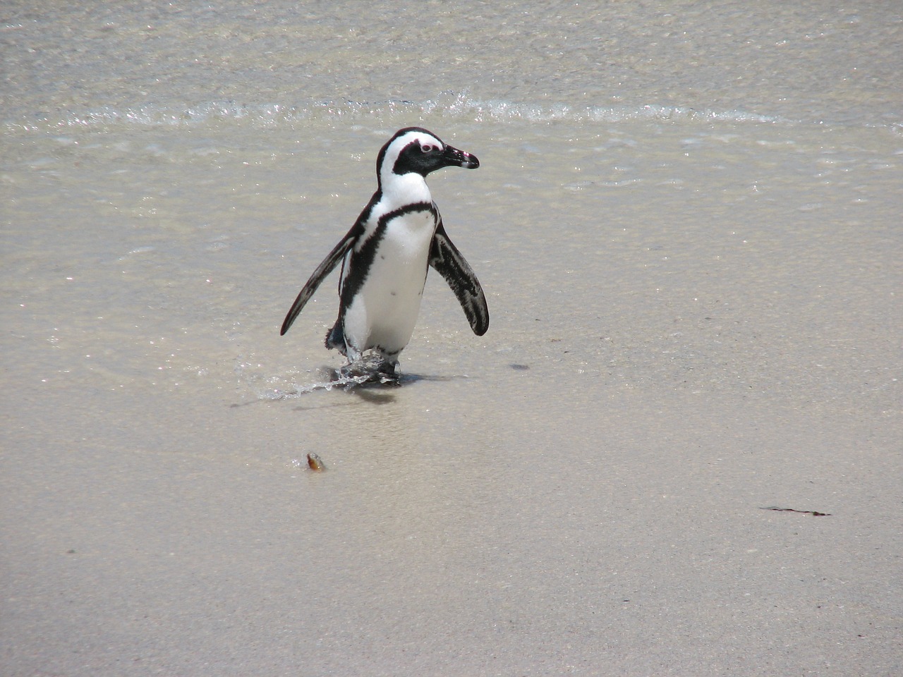 penguin south africa nature free photo