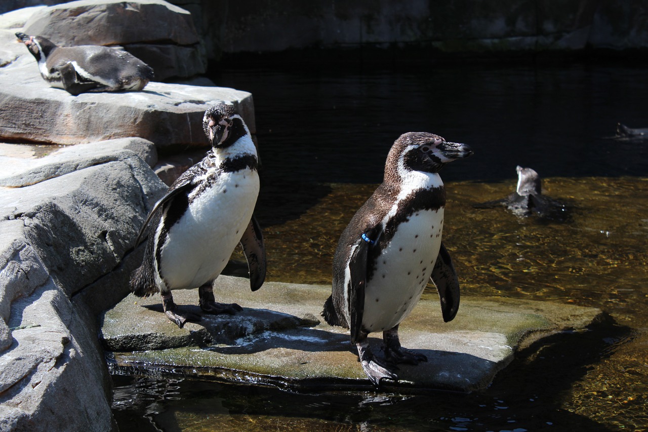 penguin zoo plant free photo