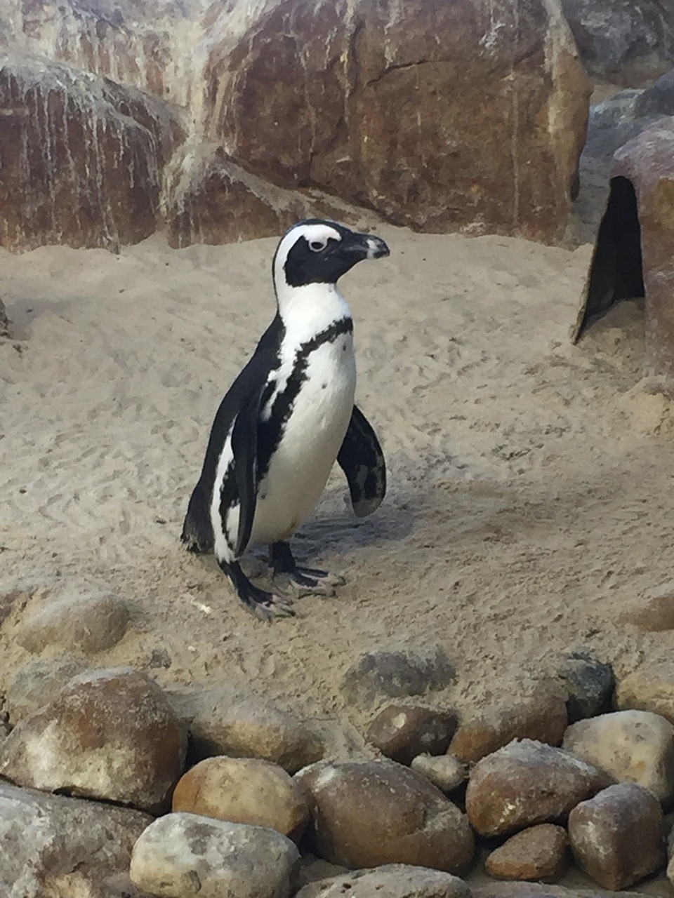 penguin birds wildlife free photo