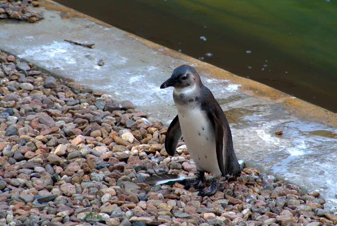 penguin bird water bird free photo