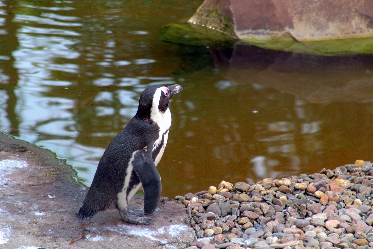 penguin bird water bird free photo