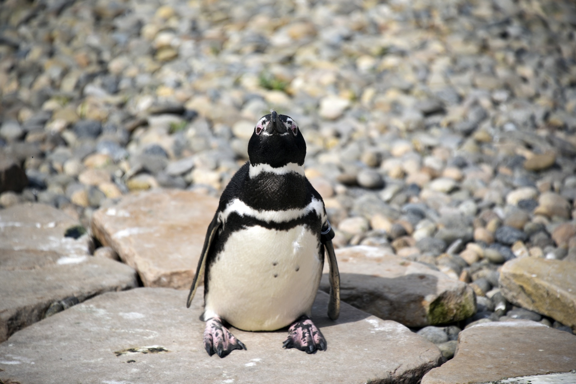 penguin standing black free photo