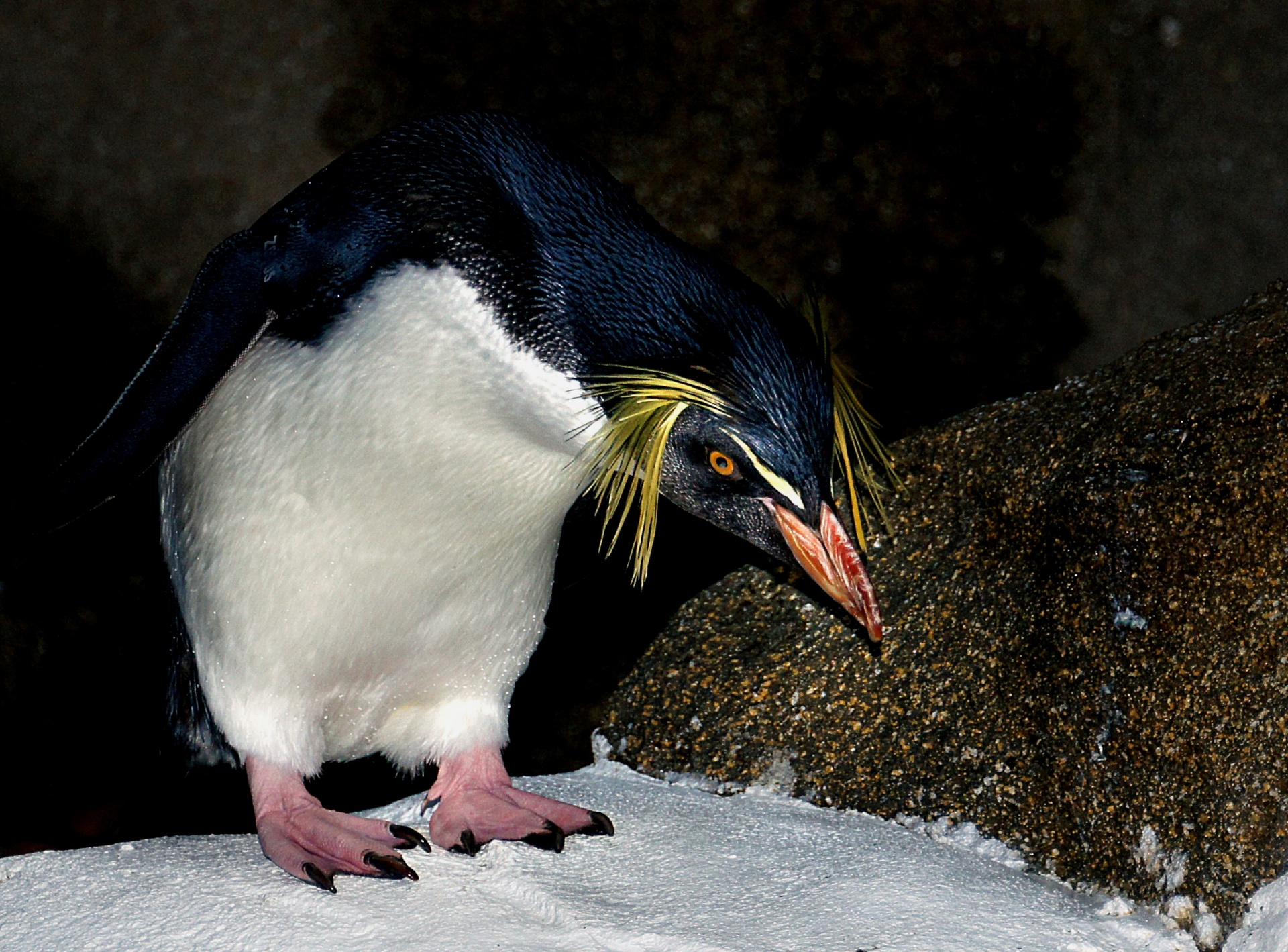 penguin bird rockhopper free photo