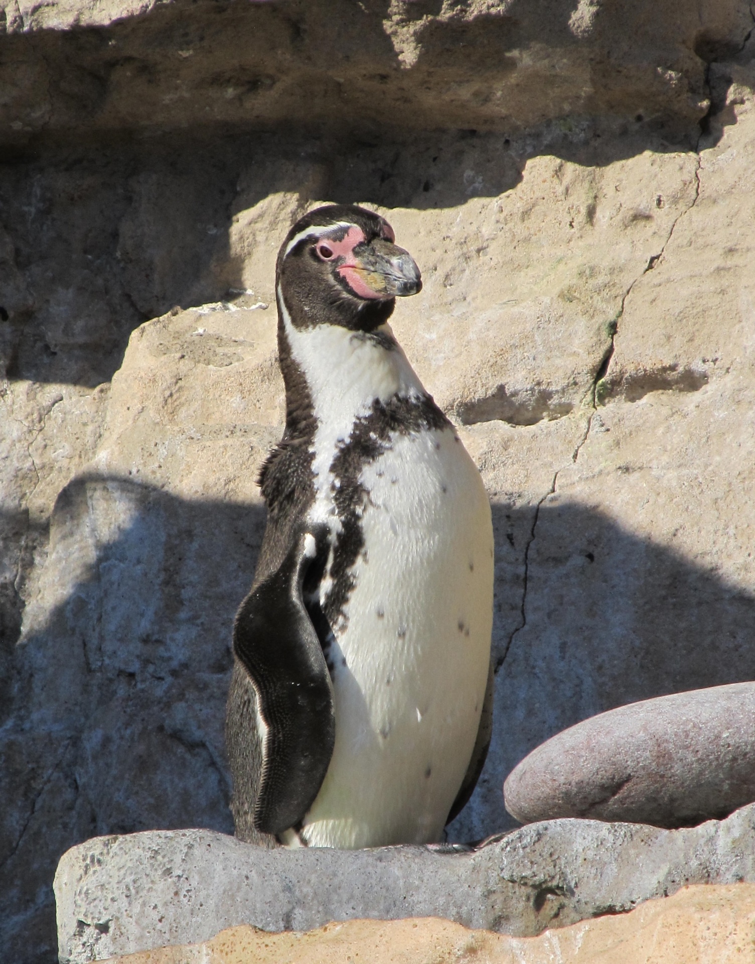 penguin bird white free photo