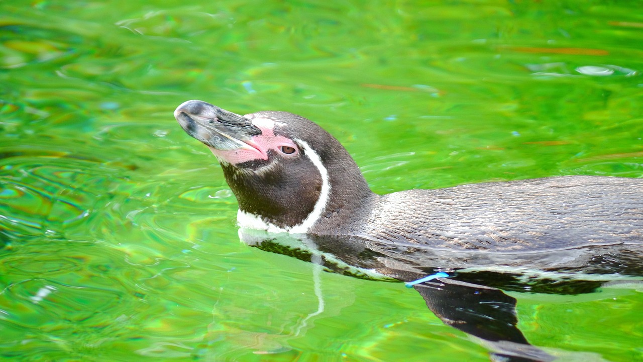 penguin bird water bird free photo