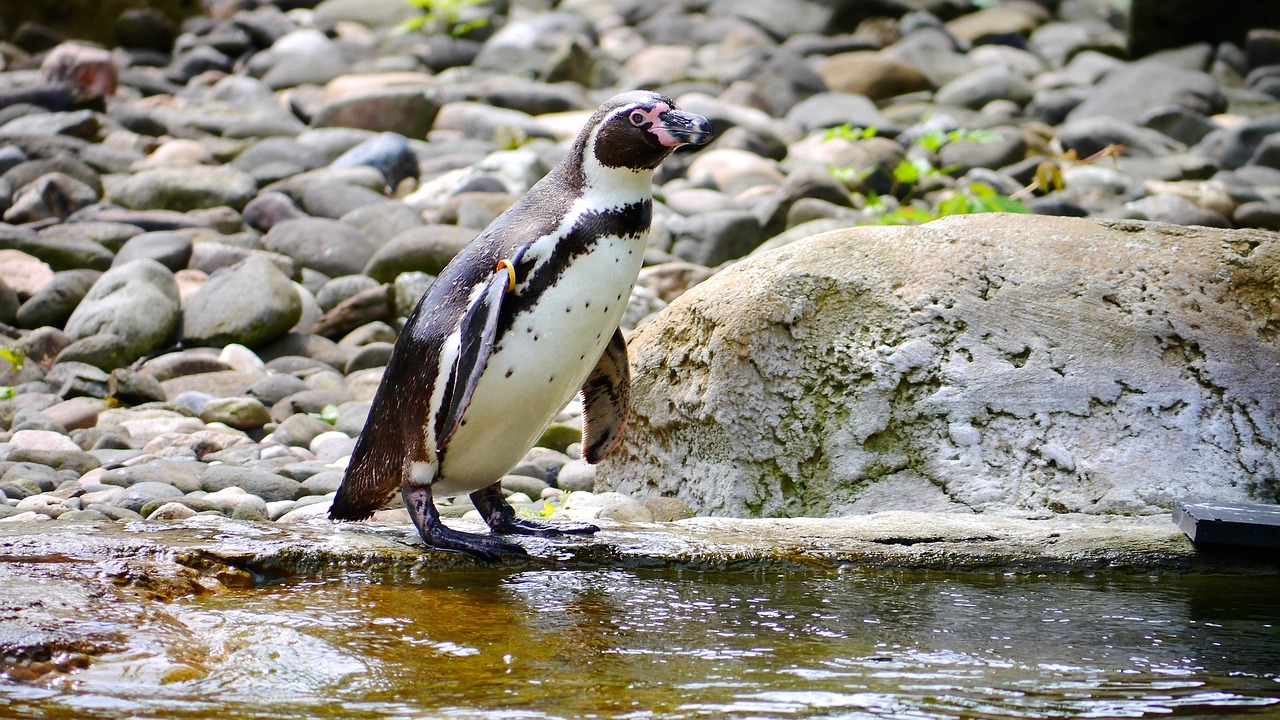 penguin water bird swim free photo