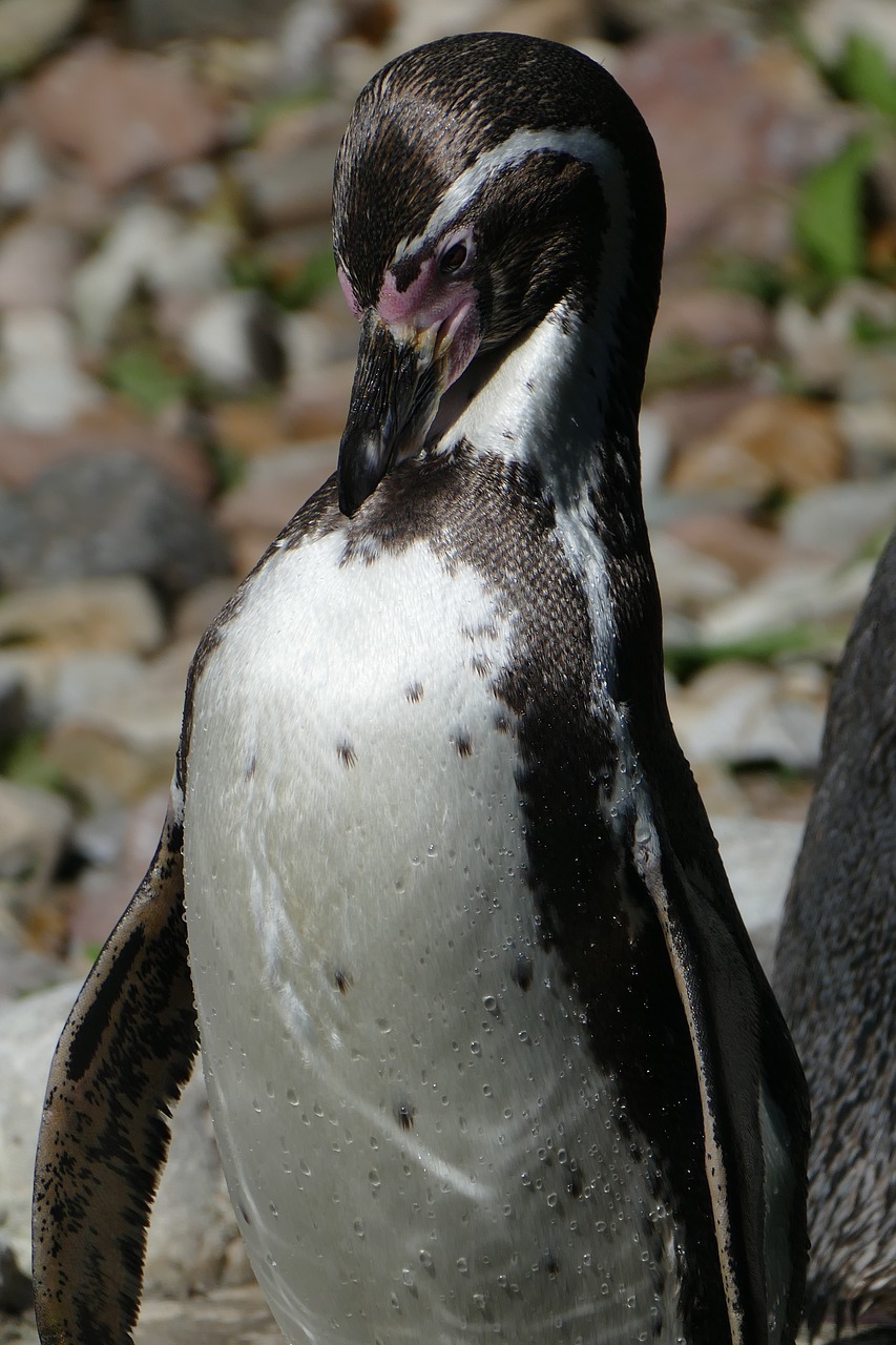 penguin close detail free photo