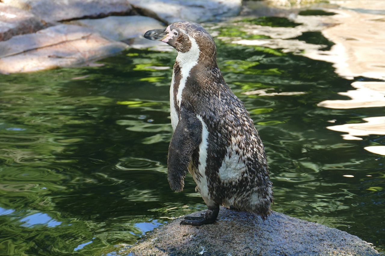 penguin animal bird park walsrode free photo