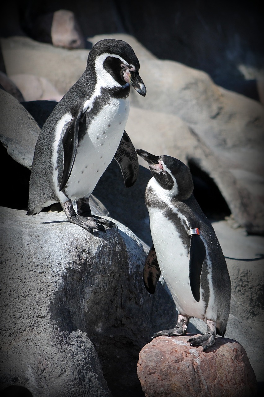penguin zoo animal free photo
