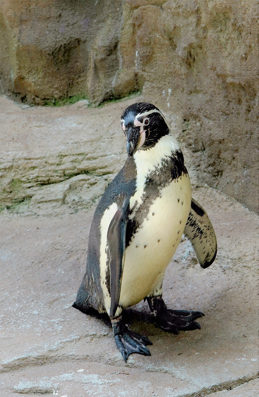 penguin sealife bird free photo