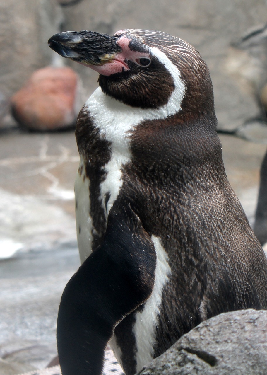 penguin zoo bird free photo