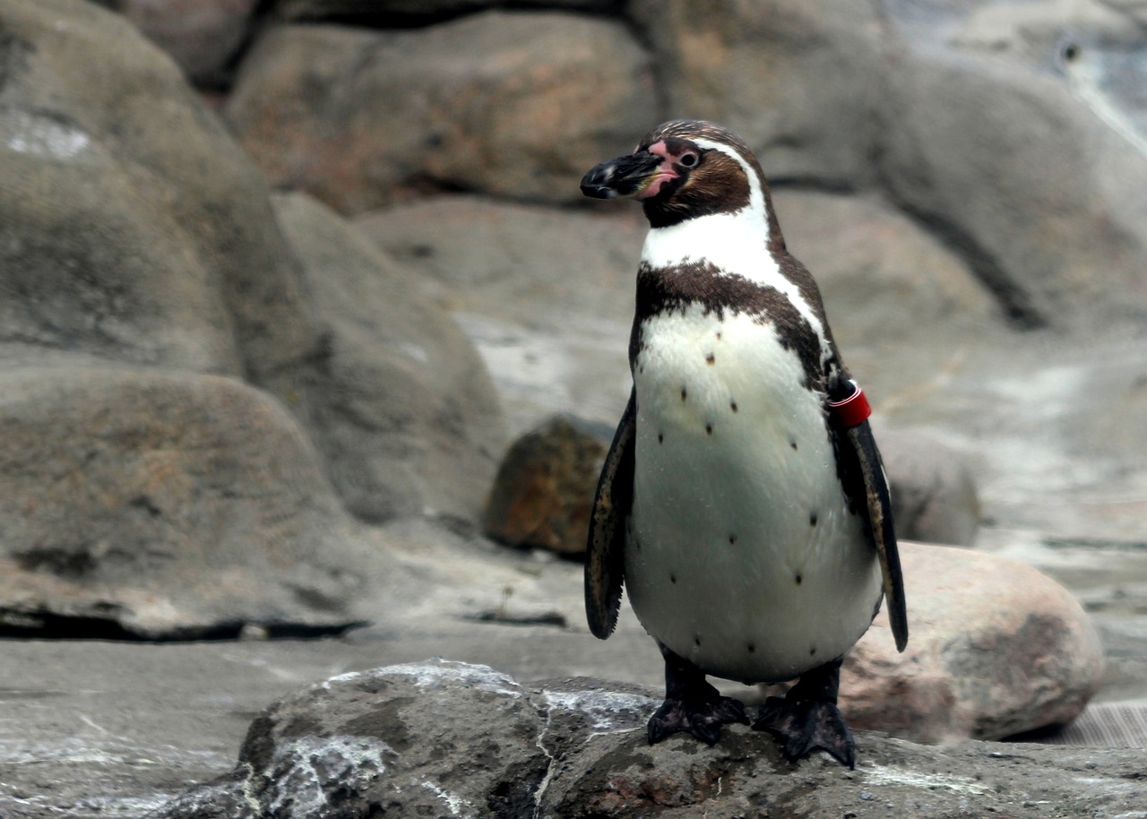 penguin zoo bird free photo