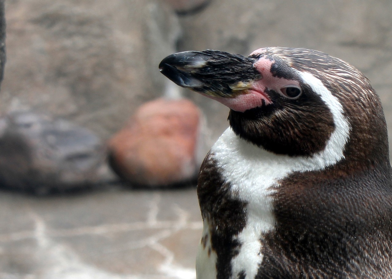 penguin zoo bird free photo