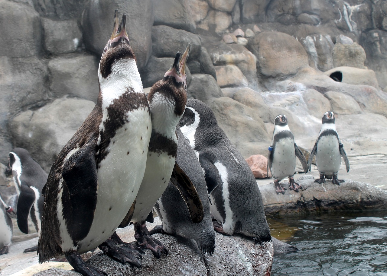 penguin zoo bird free photo