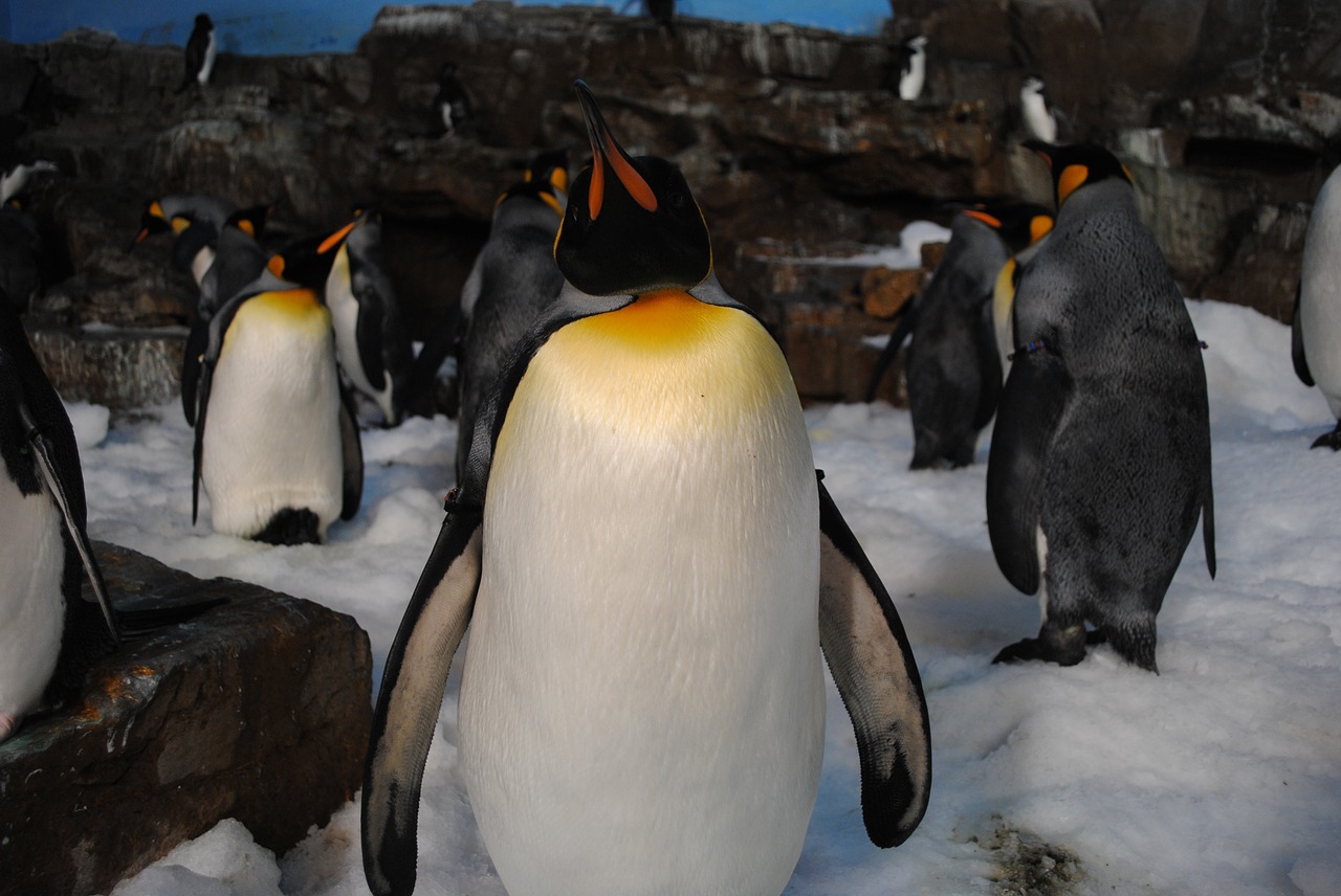 penguins sea world seaworld free photo