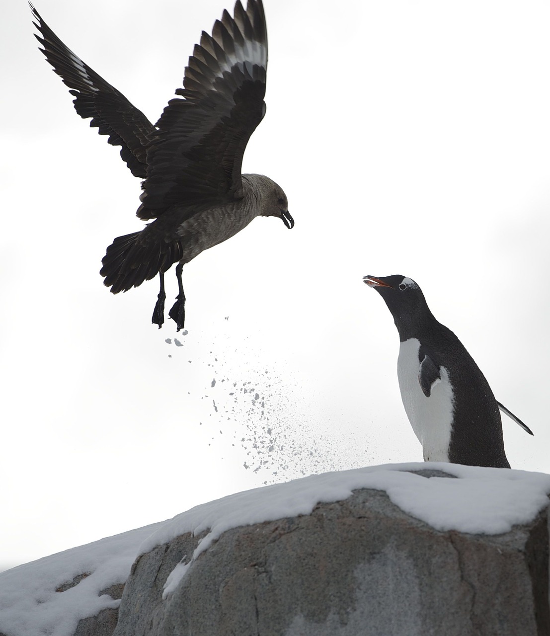 penguin demonstrate ice free photo